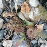 Caucalis platycarpos Likasa