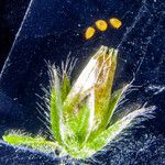 Cerastium glomeratum Fruit