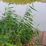 Phragmites australis Hábito