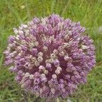 Allium polyanthum ফুল