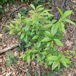 Rosa laevigata Habit