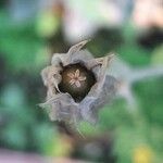 Lychnis coronaria Frucht