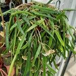 Hoya longifolia Hábito