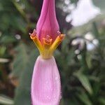 Musa ornata Blüte