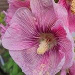 Alcea setosa Blodyn