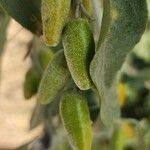 Elaeagnus angustifolia Fruit