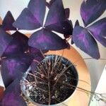 Oxalis triangularis Blatt