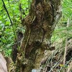 Tithonia diversifolia Bark