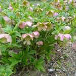 Helleborus orientalisКветка