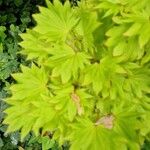 Acer shirasawanum Folha