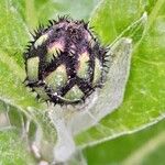 Centaurea triumfettii Hoja