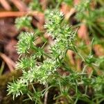 Scleranthus annuus Fleur