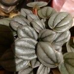 Peperomia albovittata Feuille