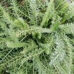 Achillea nobilisBlad