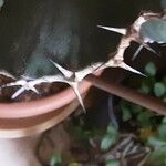 Euphorbia cooperi Hoja