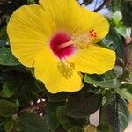 Hibiscus ovalifolius Floro