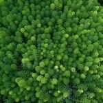 Myriophyllum aquaticum Feuille