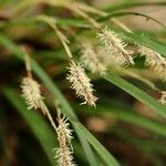Carex morrowii ফুল