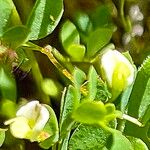 Acmispon parviflorus