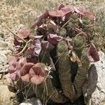 Hoodia gordonii Habit