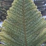 Araucaria heterophyllaHoja