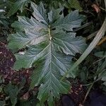 Acanthus mollis Leaf