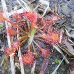 Drosera capillaris Квітка