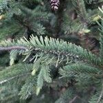 Picea mariana Blatt