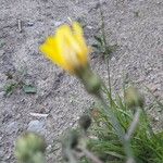 Scorzoneroides pyrenaica Floare