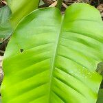 Heliconia stricta Leaf