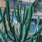 Euphorbia triangularis Leaf