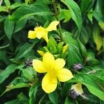 Barleria prionitis Blomst