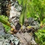 Maxillaria confusa Hoja
