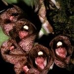 Peristeria guttata Λουλούδι