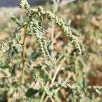 Atriplex tatarica Цвят