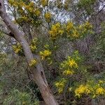 Acacia decurrens Elinympäristö
