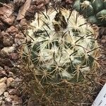 Coryphantha pycnacantha Hoja