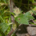 Ranunculus breyninus Leaf