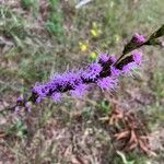 Liatris pilosa Flower