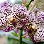 Vanda coerulescens Flors