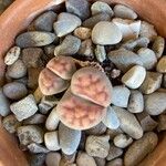 Lithops karasmontana Leaf