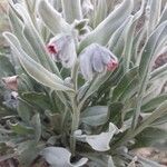 Pardoglossum cheirifolium Flower