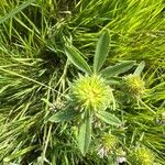Trifolium squamosum Yeri