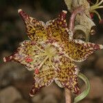 Fritillaria pinetorum Цветок