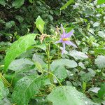 Solanum paludosum Συνήθη χαρακτηριστικά