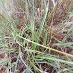 Cyperus niveus Φύλλο