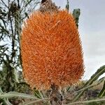 Banksia prionotes 花
