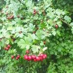 Crataegus monogynaFruit