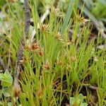 Juncus capitatus Vekstform