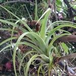 Tillandsia utriculata برگ